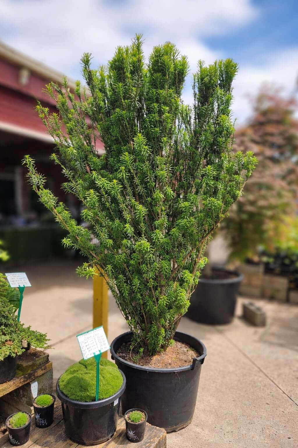 A Cephalotaxus 'Japanese Plum Yew' in a 24" pot stands on a concrete surface outdoors, surrounded by smaller potted plants.