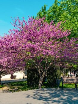A park with blooming pink trees, a bench, and a path on a sunny day.