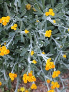 Close-up of a Chrysocephalum 'Silver Sunburst' 6" Pot with green leaves and clusters of small, bright yellow flowers. The flowers are spread out evenly across the plant, with some soil visible in the background.