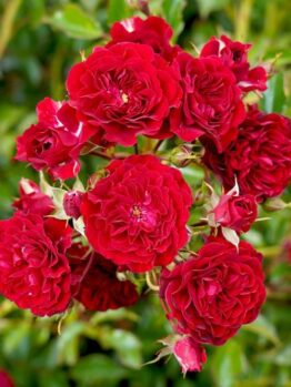 A cluster of vibrant red roses in full bloom, known as the Rose 'Veterans Honour®' Bush Form (Copy), surrounded by lush green leaves, exemplifies a stunning bush form.