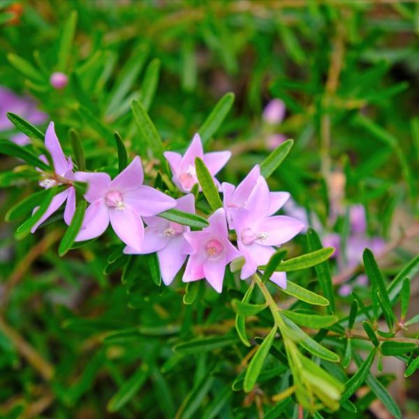 Close-up of light pink Crowea flowers with green leaves in the background, nestled perfectly in a Crowea 'Waxflower' 6" Pot.