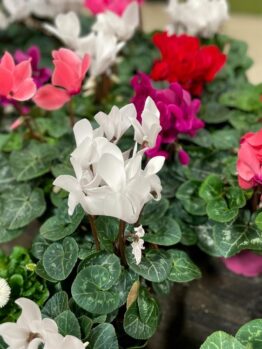 Assorted colorful Cyclamen 'Halios® Mix' 6" Pot plants, with vibrant pink, red, and white flowers and patterned green leaves, displayed for sale.