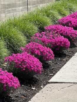 A row of bright pink Dianthus 'Sugar Plum Raspberry' 6" Pot flowers lines the edge of a concrete path, with green grass growing alongside a tall concrete wall in the background. Each plant displays vibrant hues reminiscent of Sugar Plum Raspberry.