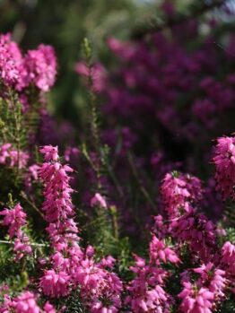 A cluster of pink heather flowers in full bloom with green foliage and a blurred natural background.