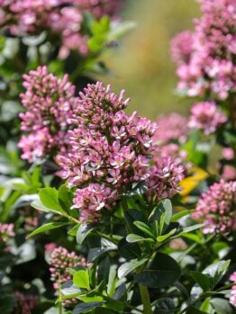 Close-up of a vibrant garden with clusters of blooming pink flowers and lush green foliage on a bright sunny day, featuring an Escallonia 'Gold Ellen' 6" Pot (Copy) thriving in its 6" pot.