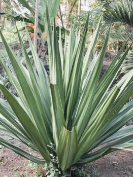 Large green sisal plant with long, spiky leaves growing in a tropical garden setting. Furcraea bedinghausii