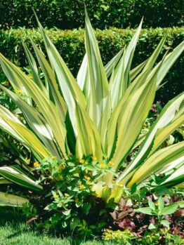 Variegated agave plant with yellow and green leaves, surrounded by smaller green shrubs and plants, set against a manicured lawn. Furcraea foetida mauritius hemp