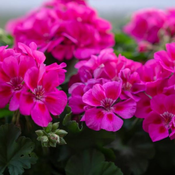 Close-up of vibrant pink Geranium 'Big Rose' flowers in full bloom, thriving in a 6" pot, with green leaves visible in the background.