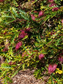 Close-up of a bushy Grevillea 'Amazing Grace' PBR 8" Pot plant with green leaves and clusters of small, bright pink flowers. The plant is situated in a sunlit, mulched garden area, thriving beautifully in its 8" pot.