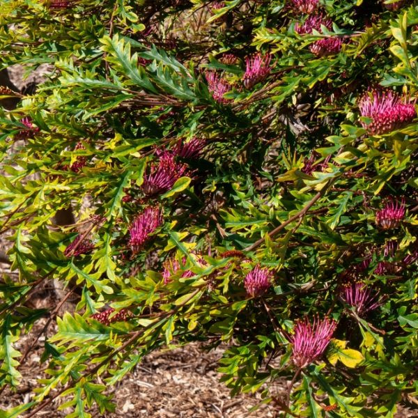 Close-up of a bushy Grevillea 'Amazing Grace' PBR 8" Pot plant with green leaves and clusters of small, bright pink flowers. The plant is situated in a sunlit, mulched garden area, thriving beautifully in its 8" pot.