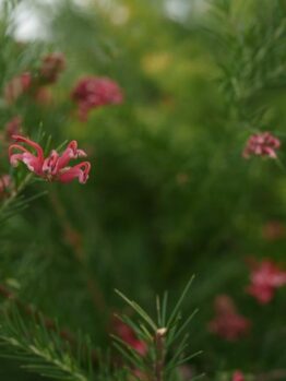rosy pink spider like flowers on a grevillea blossom baby with green foliage australian native shrub