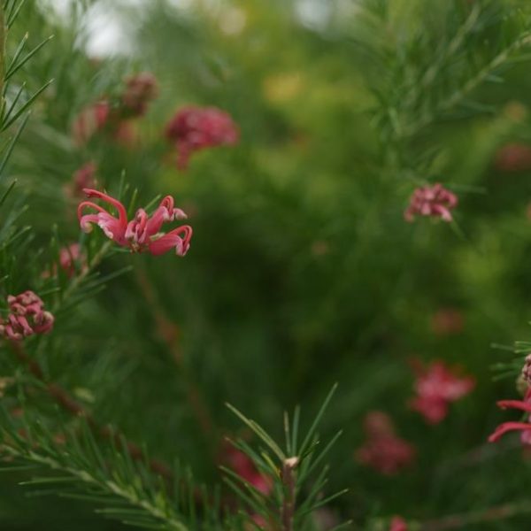 rosy pink spider like flowers on a grevillea blossom baby with green foliage australian native shrub