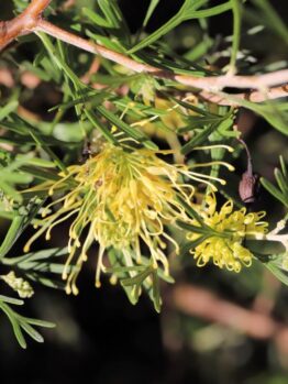 Close-up of a Grevillea 'Lemon Supreme', displaying its distinctive yellow spider-like flowers and narrow, needle-like leaves.