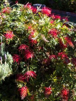 A dense bush with long, narrow green leaves and numerous red flowers blooms in a garden, with a wooden fence and lawn in the background.