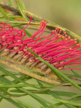Close-up of a Grevillea 'Red Hooks' (Copy) flower with bright pink styles and yellow-tipped stigmata, surrounded by green needle-like foliage.