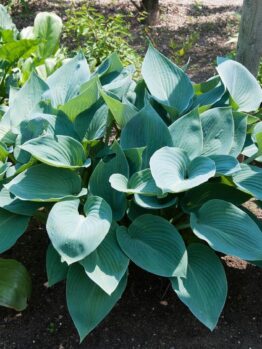 A cluster of Hosta 'Halcyon' 4" Pot plants with broad, green leaves in a garden, basking in sunlight.