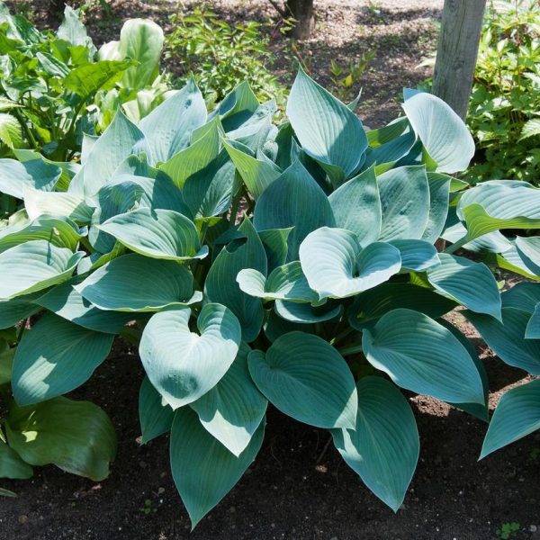 A cluster of Hosta 'Halcyon' 4" Pot plants with broad, green leaves in a garden, basking in sunlight.