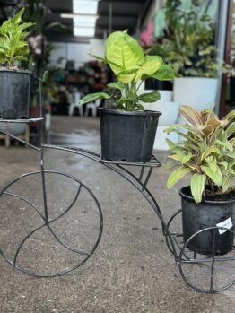 A charming Bicycle Plant Stand holds three potted plants in an outdoor garden center.