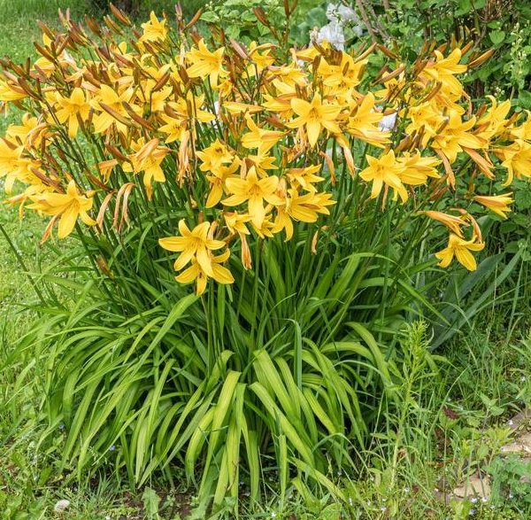 A dense cluster of bright yellow Hemerocallis 'Stella Citron' 6" Pot grows amidst green foliage in a garden setting, thriving beautifully in its 6" pot.