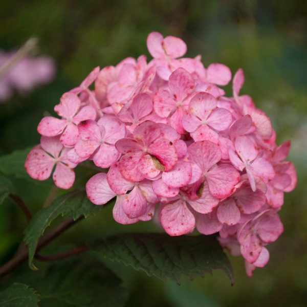 A close-up of a cluster of Hydrangea 'Pink Blue Sunset' 8" Pot (Copy), with green leaves softly backlit by a blue sunset.