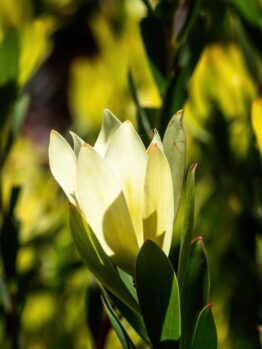 Close-up of a blooming Leucadendron 'Lime Magic' 8" Pot with white petals surrounded by green leaves and bathed in sunlight, thriving beautifully in its 8" pot.