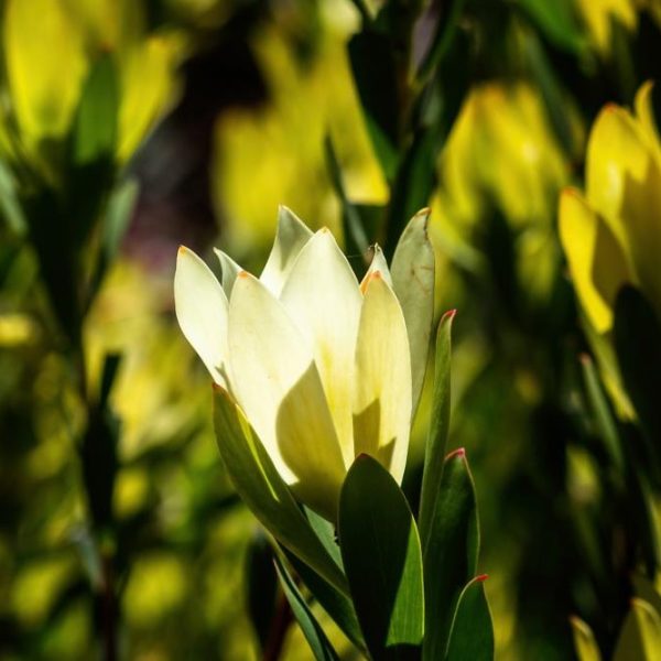 Close-up of a blooming Leucadendron 'Lime Magic' 8" Pot with white petals surrounded by green leaves and bathed in sunlight, thriving beautifully in its 8" pot.