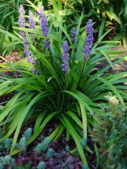 LIRIOPE MUSCARI REAL DEAL TURF LILY PURPLE FLOWERED STRAPPY GRASS