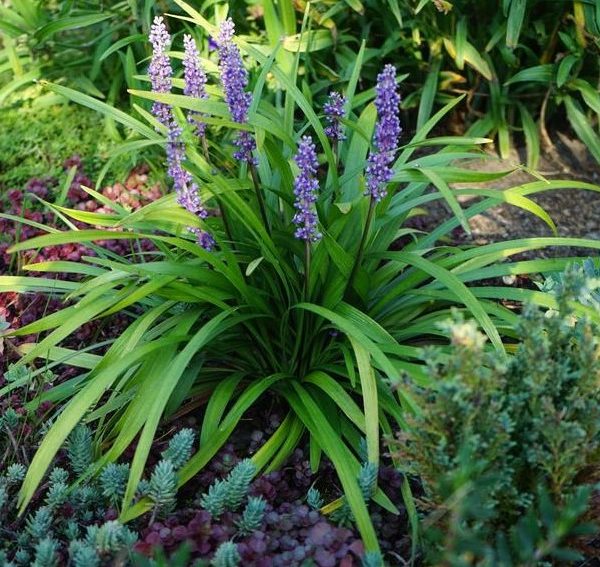 LIRIOPE MUSCARI REAL DEAL TURF LILY PURPLE FLOWERED STRAPPY GRASS