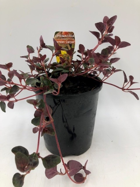 A potted Lysimachia 'Persian Carpet' 6" Pot showcasing vivid reddish-purple leaves against a plain white background, with a small tag labeled "Lysimachia Persian Carpet" nestled in the pot.