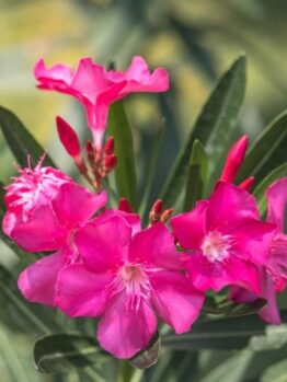 Pink oleander flowers with dark green leaves in the background.