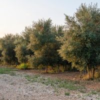 A row of olive trees adjacent to a gravel path under a clear sky.
