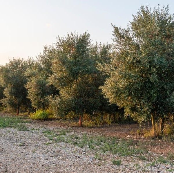 A row of olive trees adjacent to a gravel path under a clear sky.