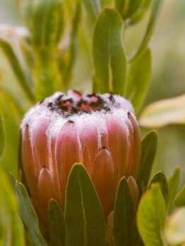Close-up of a pink protea bud surrounded by green leaves with dew drops on its petals.