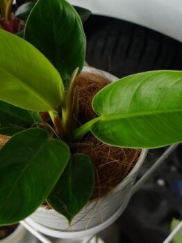 philodendron congo apple tropical plant
