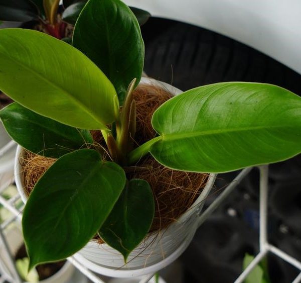 philodendron congo apple tropical plant