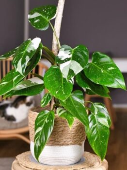 A Philodendron white Princess' plant in a woven basket pot, on a wooden stool, with a partial view of a sleeping cat in the background near other tropical plants.