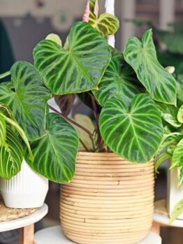 A Philodendron 'Ecuador' 5" Pot with large, dark green, heart-shaped leaves sits in a 5" pot with a textured, woven design on a white table. Other plants and greenery are visible in the blurred background, reminiscent of lush Ecuadorian landscapes.