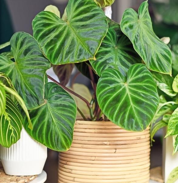 A Philodendron 'Ecuador' 5" Pot with large, dark green, heart-shaped leaves sits in a 5" pot with a textured, woven design on a white table. Other plants and greenery are visible in the blurred background, reminiscent of lush Ecuadorian landscapes.