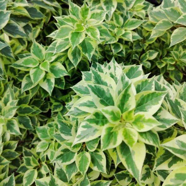 Pisonia Brunoniana variegated indoor tropical plant