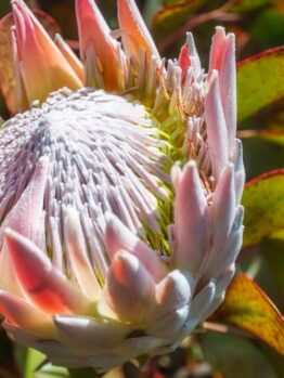 protea pink crown australian native beautiful pink thick flowers