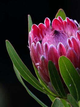 australian native beautiful hot pink red protea flower