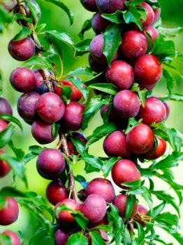 Close-up of ripe plums hanging in clusters from branches with green leaves in a garden.