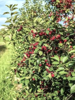 A Prunus 'Bing' Cherry in a 12" pot, with numerous small red berries and green leaves, grows in a field under a partly cloudy sky.
