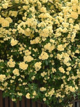 A dense cluster of yellow flowers in full bloom covers a large shrub, with green leaves interspersed among the blossoms. A wooden structure is partially visible behind the foliage.