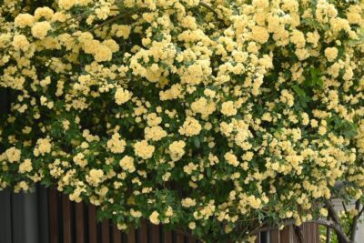A dense cluster of yellow flowers in full bloom covers a large shrub, with green leaves interspersed among the blossoms. A wooden structure is partially visible behind the foliage.