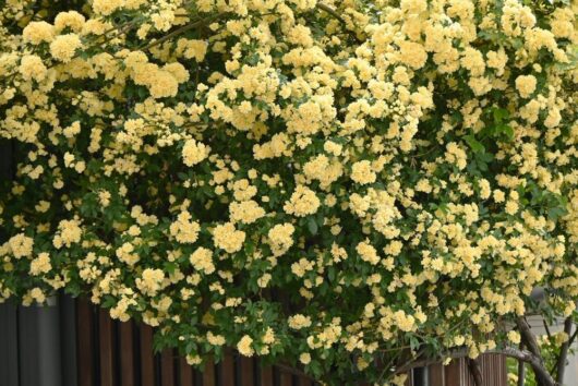 A dense cluster of yellow flowers in full bloom covers a large shrub, with green leaves interspersed among the blossoms. A wooden structure is partially visible behind the foliage.