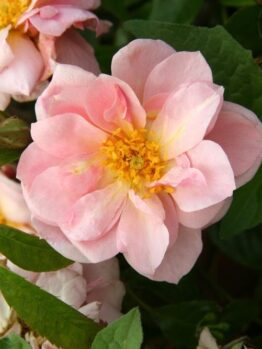 Close-up of a blooming pink Rose 'Westerland' Climber (Copy) with yellow stamens, surrounded by green foliage.