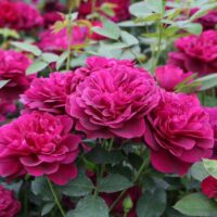 A cluster of vibrant magenta Rose 'Veterans Honour®' Bush Form (Copy) in full bloom, showcasing their bush form amidst lush green foliage.