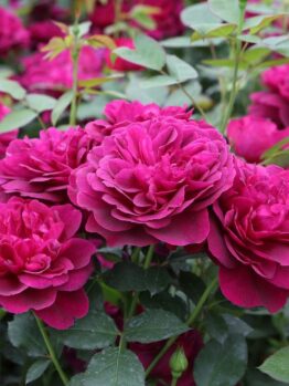 A cluster of vibrant magenta Rose 'Veterans Honour®' Bush Form (Copy) in full bloom, showcasing their bush form amidst lush green foliage.