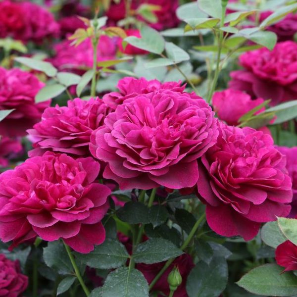 A cluster of vibrant magenta Rose 'Veterans Honour®' Bush Form (Copy) in full bloom, showcasing their bush form amidst lush green foliage.